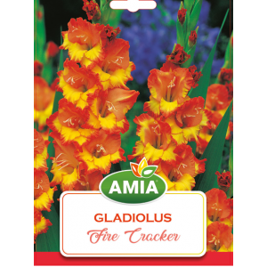 Bulbi Gladiole Fire Cracker, calibru 12-14, 7 bucati, AMIA